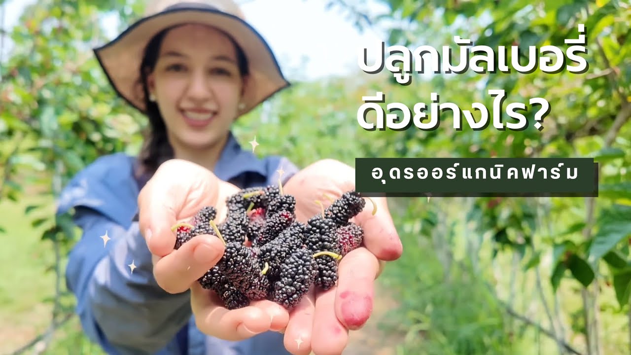 ปลูกมัลเบอรี่ดีอย่างไร ? | Udon Organic Farm