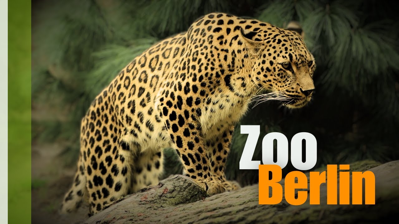 The animals of Berlin Zoo tour
