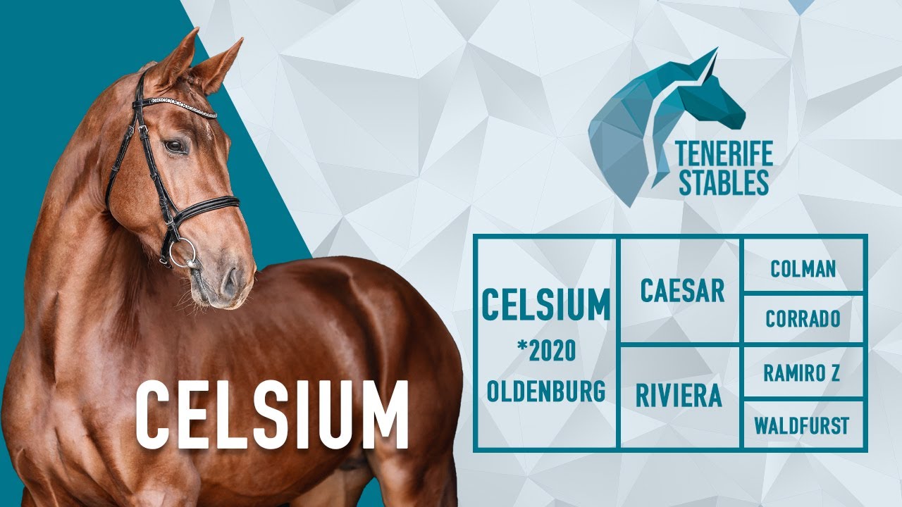 Celsium, 2020 gelding jumper prospect for sale