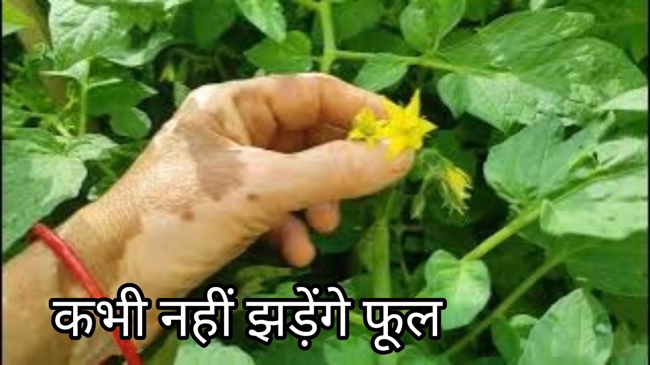 How to grow a tomato plant 
