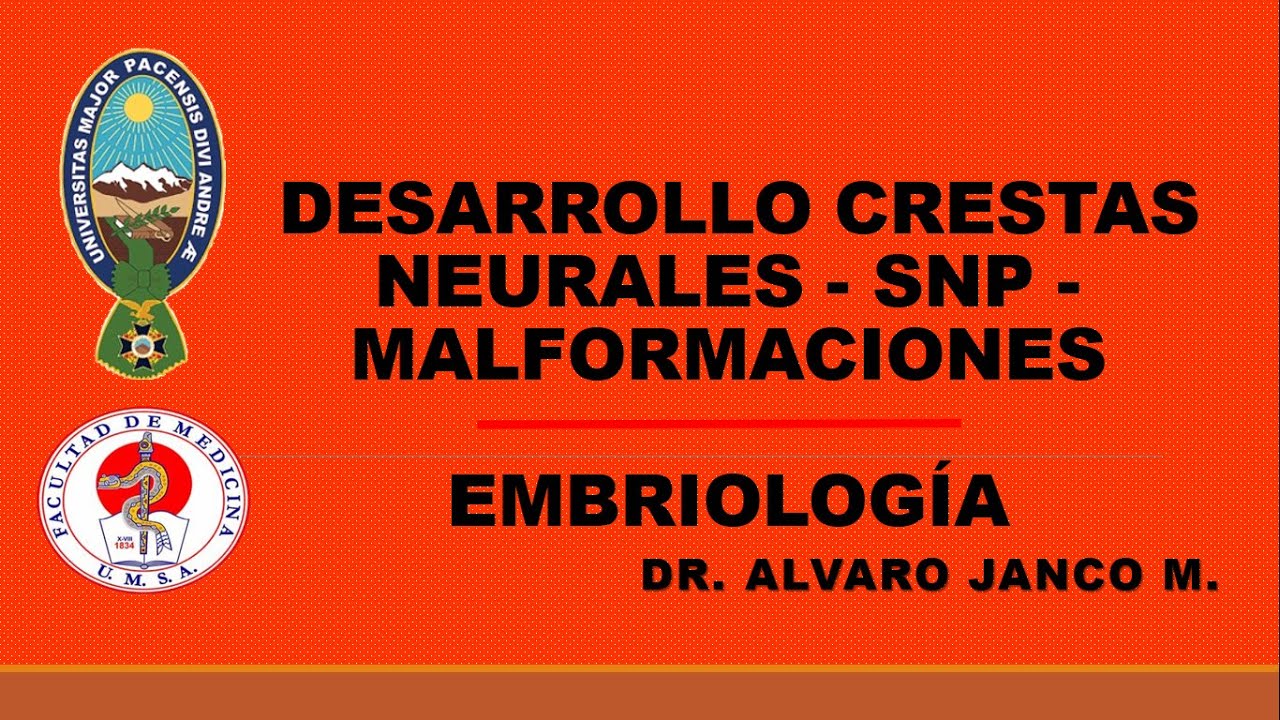 DESARROLLO CRESTAS NEURALES - SNP - MALFORMACIONES Dr. ALVARO JANCO M. Embriolog&iacute;a