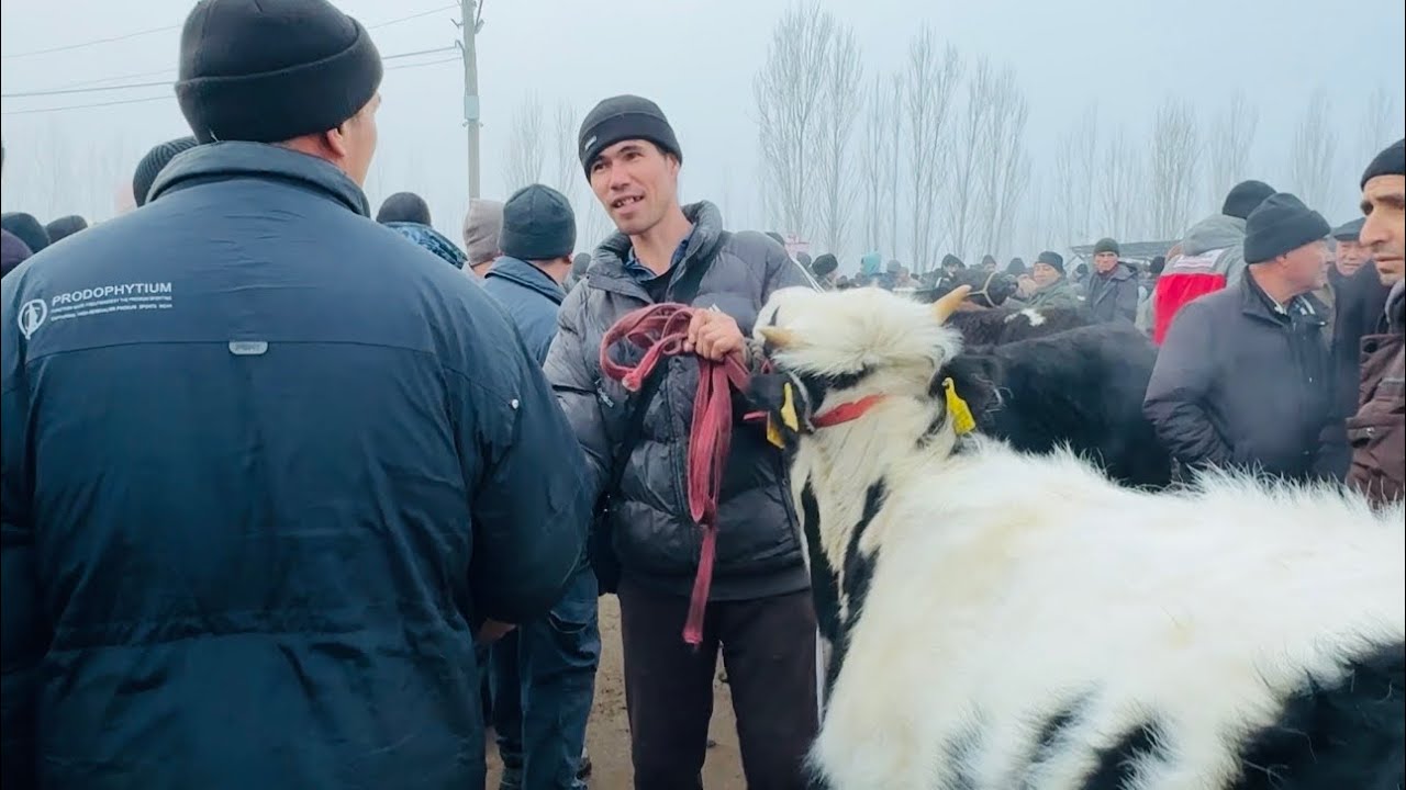 Beshariq mol bozori sigir va gʻoʻnajin narxlari 8.02.2026.