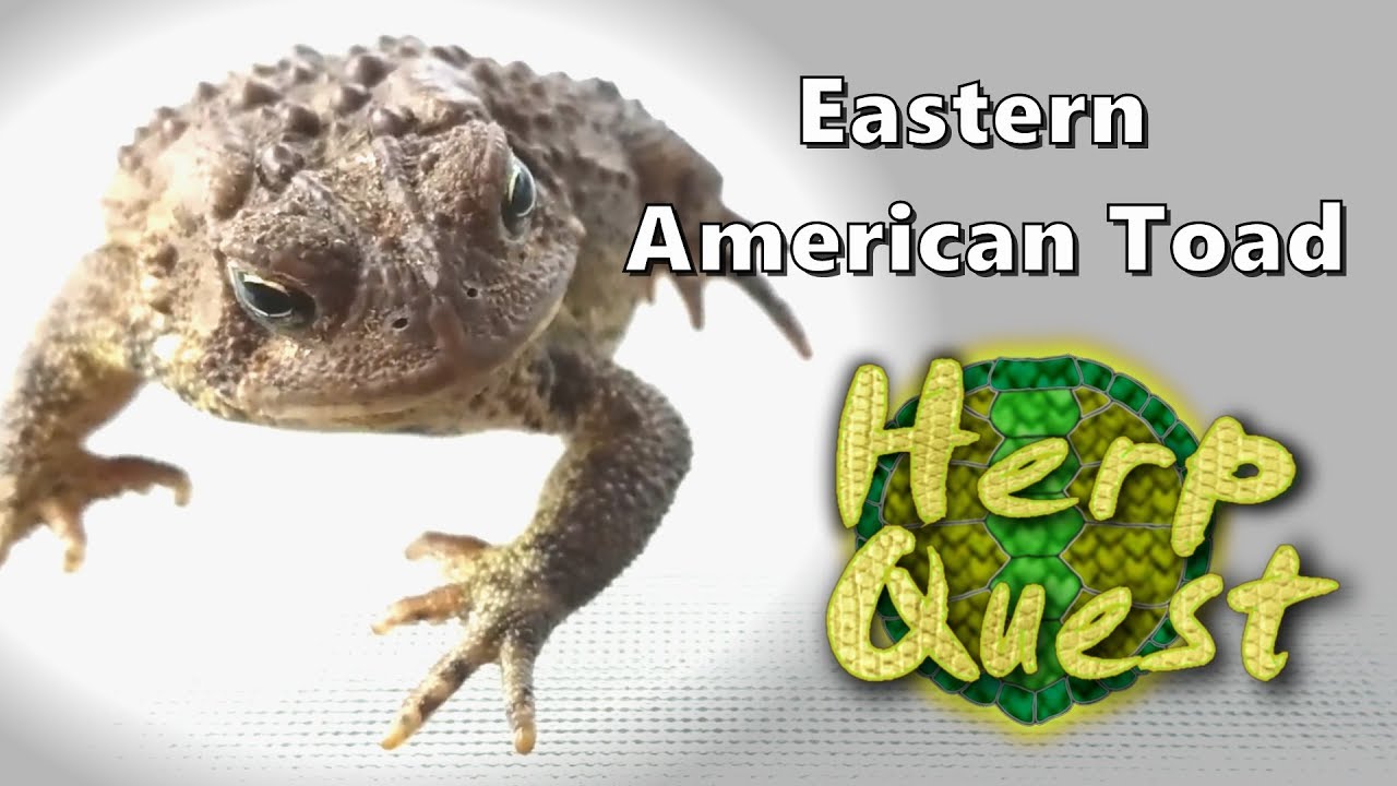 Eastern American Toad - Herp Quest #10 (Herpetology Education)