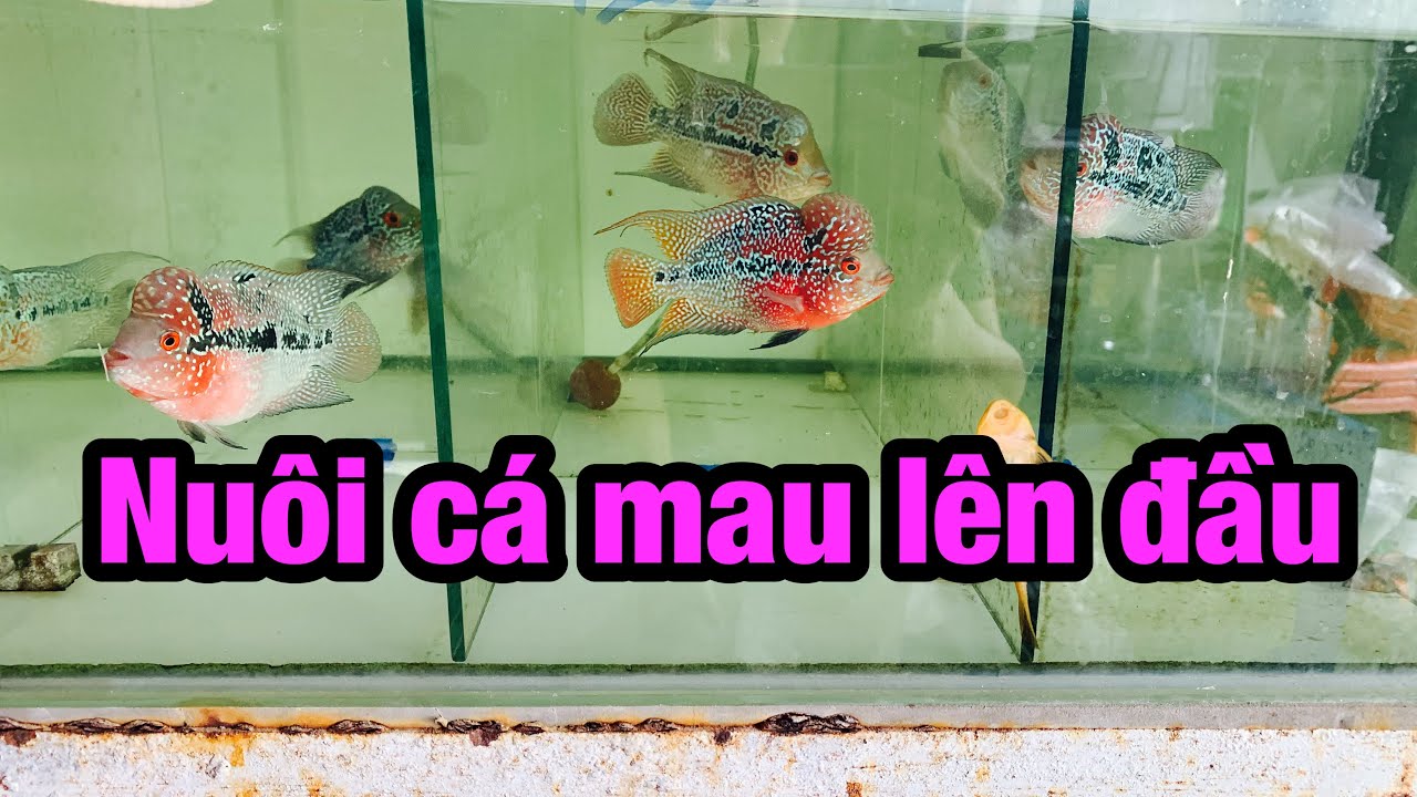 Cc&cmt- Cách nuôi cá la hán mau lên đầu