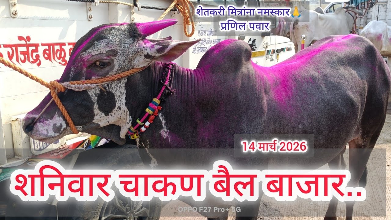 शनिवार चाकण बैल बाजार.. 14 मार्च 2026.. Chakan  bail bazar.. Chakan..