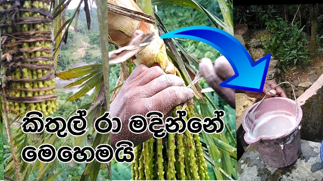 How to make a Kithul flower කිතුල් මලක් හදන්නේ කොහොමද? කිතුල් රා ටිකක් බොමු