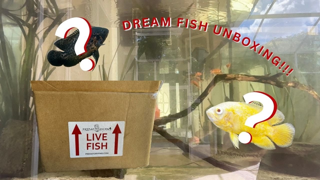 Dream Fish Unboxing!!!