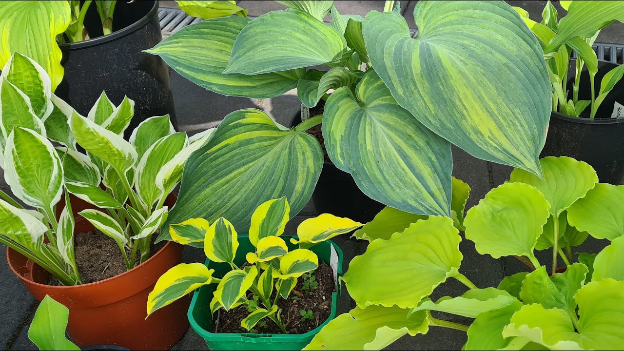 Alles Gute zum Muttertag :-) Майский обзор по хостам #julia_i_sad #garden #plants #2025 #collection