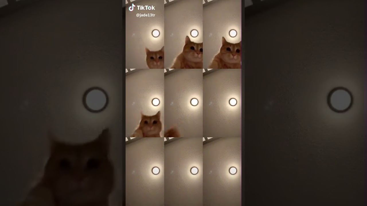 Tik Tok Mr. Sandman Cat