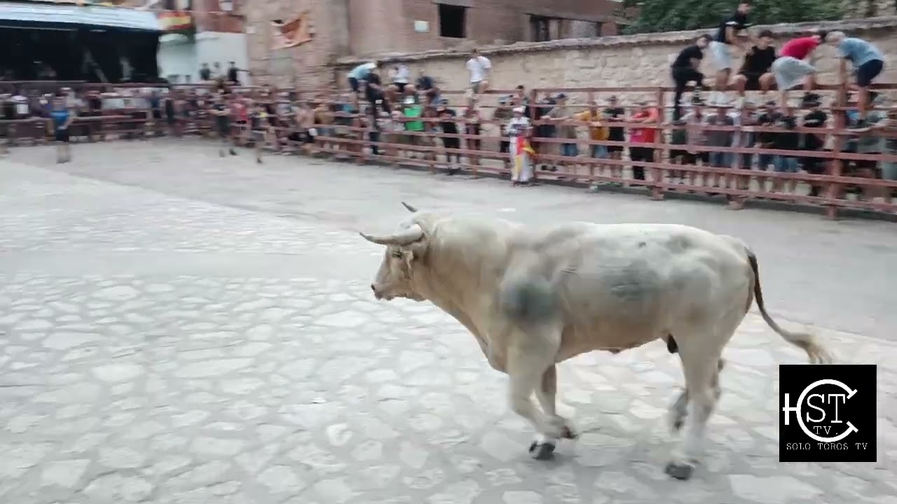 Centenera Guadalajara encierro campo sábado gran toro 📹 Esteban 