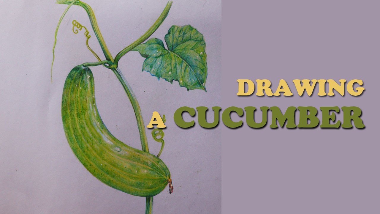 Drawing a Cucumber with colour pencils | How to draw a cucumber | Vegetable drawing
