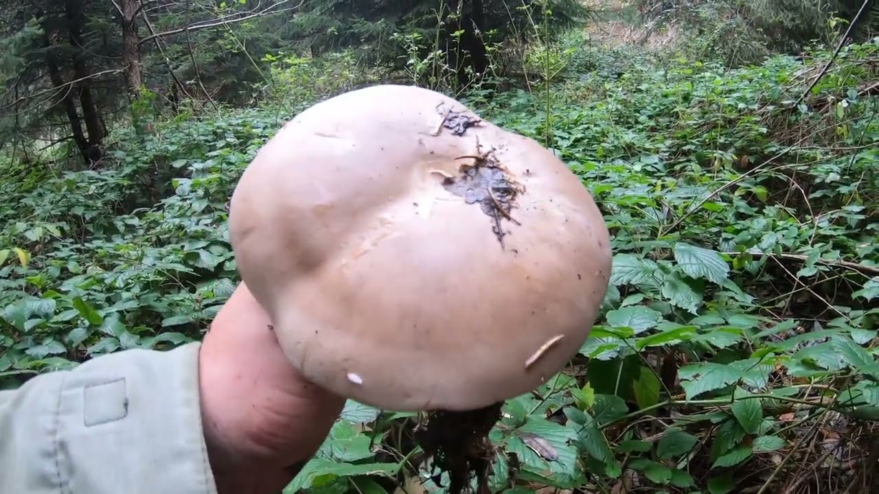 Vreme je za zimske gljive, It's time for winter mushrooms