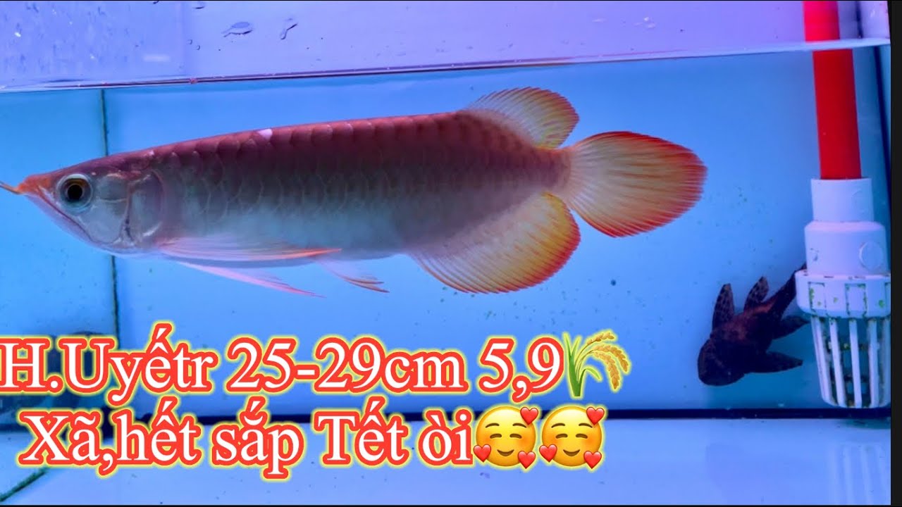 SẮP TẾT XÃ HẾT  H.uyếtt 25-29cm 5,9🌾❤️❤️ | 2501