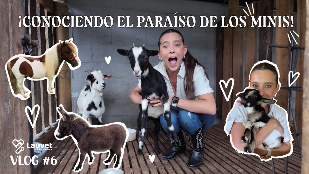 Me enamoré de una MINI CABRA - Cumplí un sueño | Lauvet