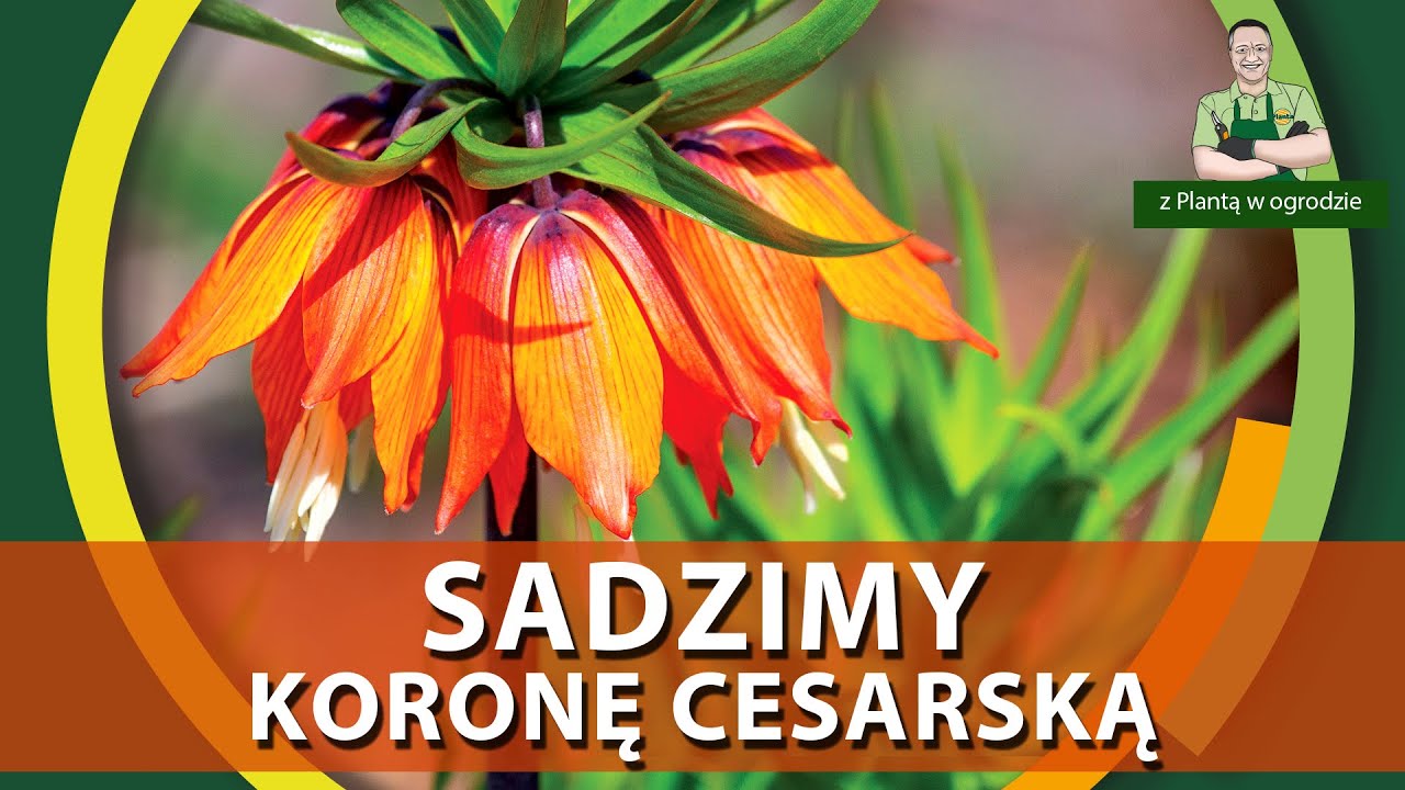 Jak sadzić koronę cesarską - Z PLANTĄ W OGRODZIE