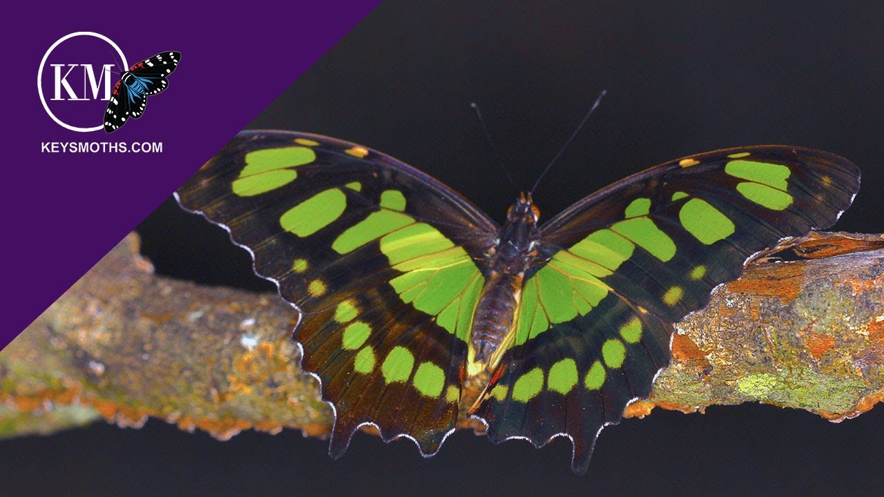 Emerald Green Butterflies of South Florida  - The Malachite