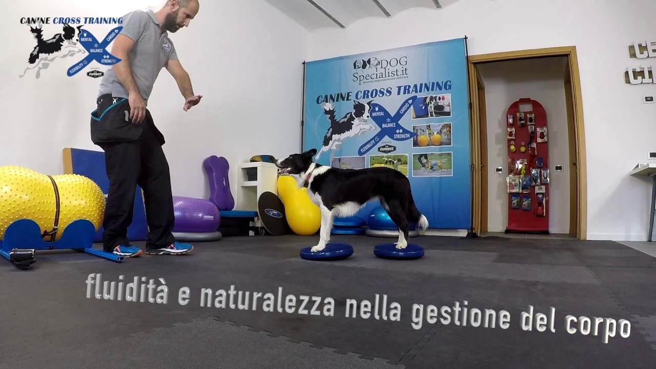 Double pivot - Canine Cross Training