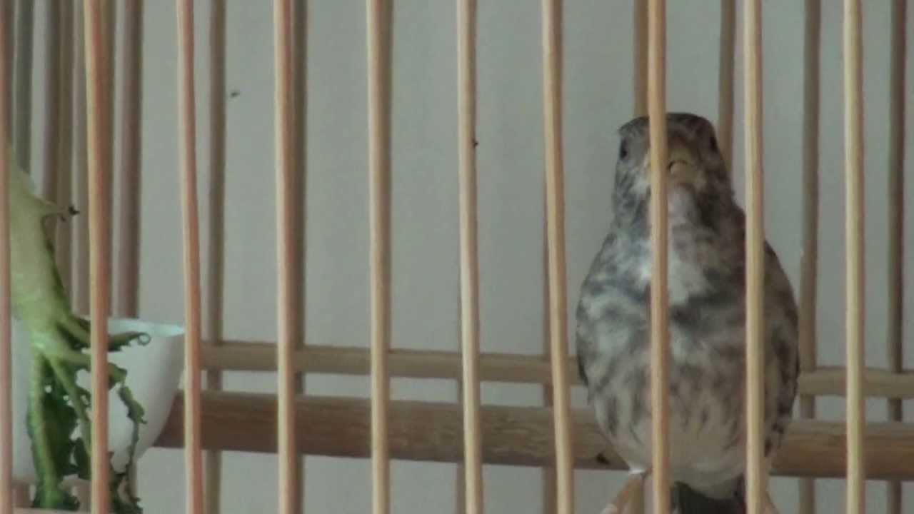 grey singer vs green singer