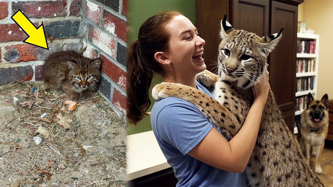 Terrified Bobcat Kitten Found Huddled Against a Wall—Now He Can’t Stop Hugging His Savior!