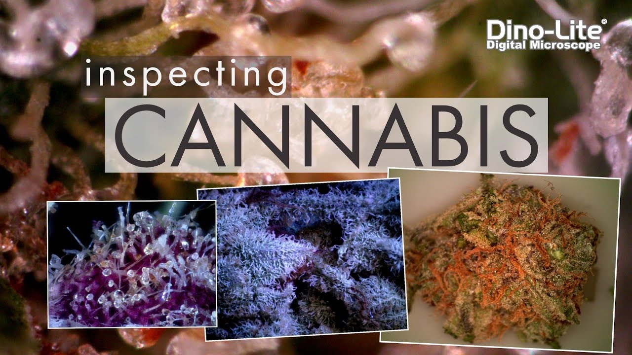 Inspecting Cannabis with Dino-Lite  Digital Microscopes