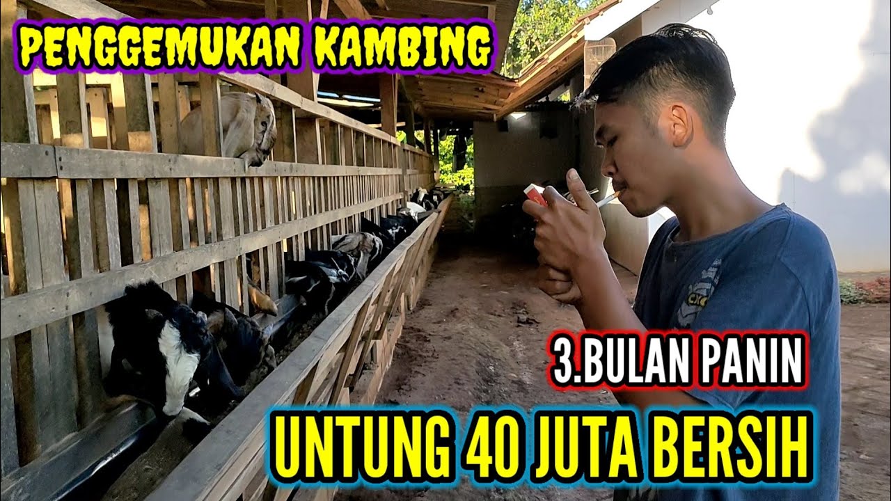USAHA PENGGEMUKAN KAMBING 3 BULAN PANIN