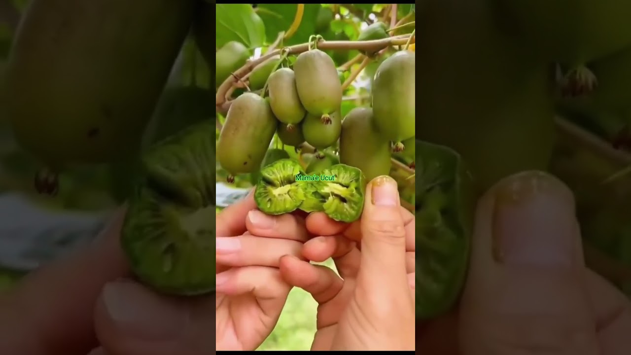 Benih Kiwi Berries 