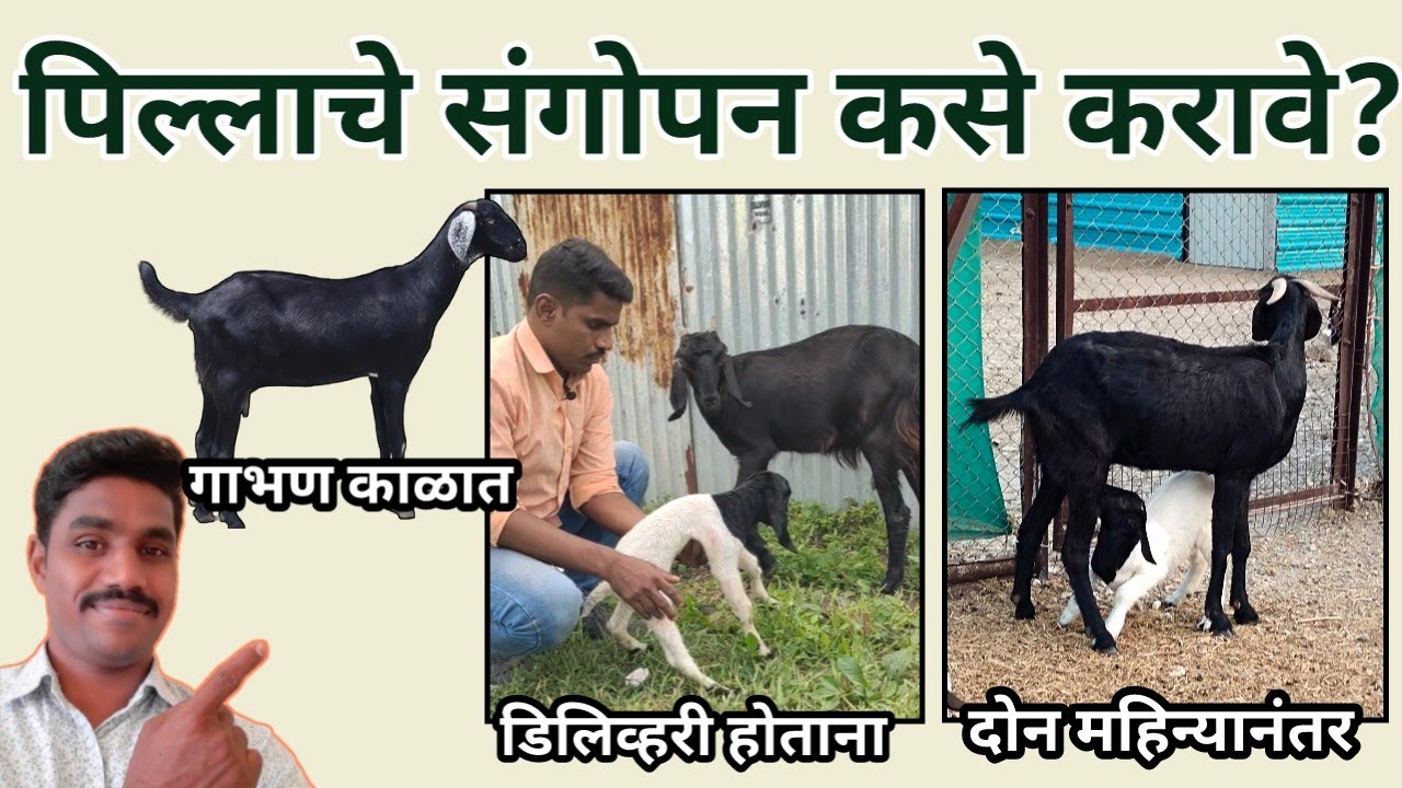 शेळीच्या पिल्लांचे (करडांचे) संगोपन | भोपाळे शेळीपालन फार्म, परभणी. #shelipalan #शेळीपालन #bakari