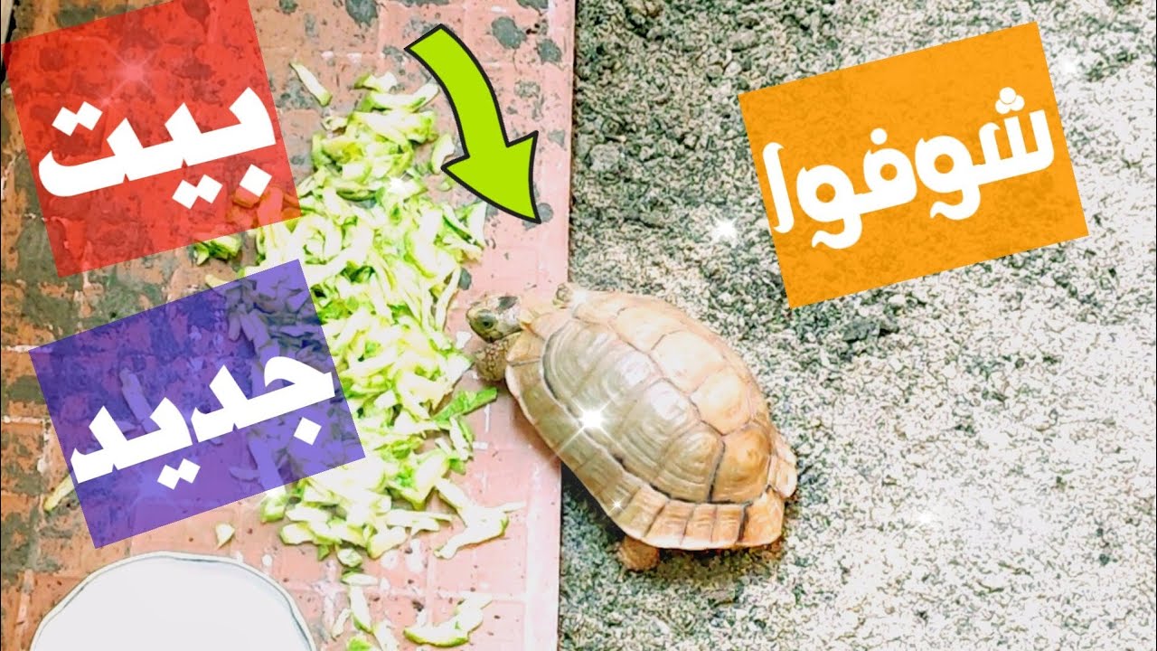 استقبال السلاحف لبيتهم الجديد