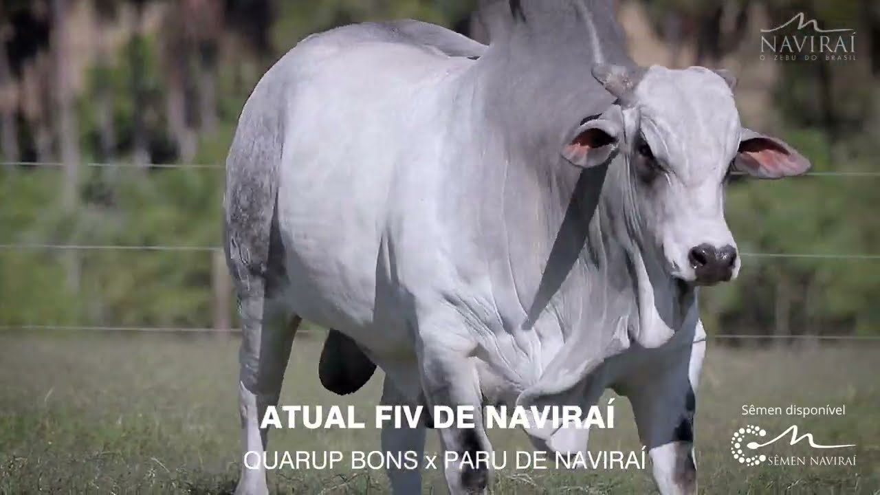 ATUAL FIV DE NAVIRAÍ