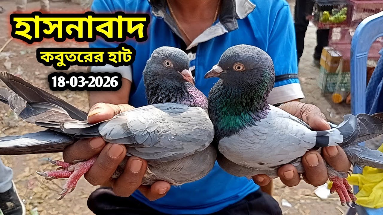 18-03-2026 হাসনাবাদ কবুতরের হাট | Hasnabad kobutor hat | কম দামে কবুতর | Pigeons market price in bd