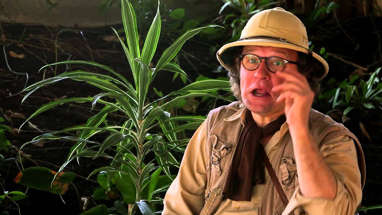 Bamboo Bill - Gorillala