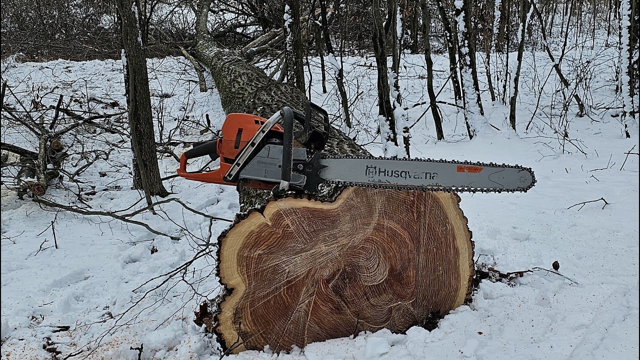 Bore Cut Basics, Logging Red Oak On A Hillside, Small Face Cut Angle & Humboldt With Husqvarna 572