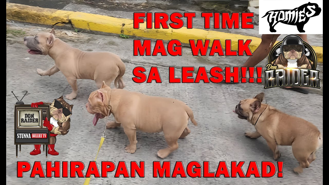 LEASH TRAINING FOR PUPPIES | SASABAK NA SUSUNOD SA AMERICAN EXOTIC BULLY SHOW | DON RAIDER VLOG 322
