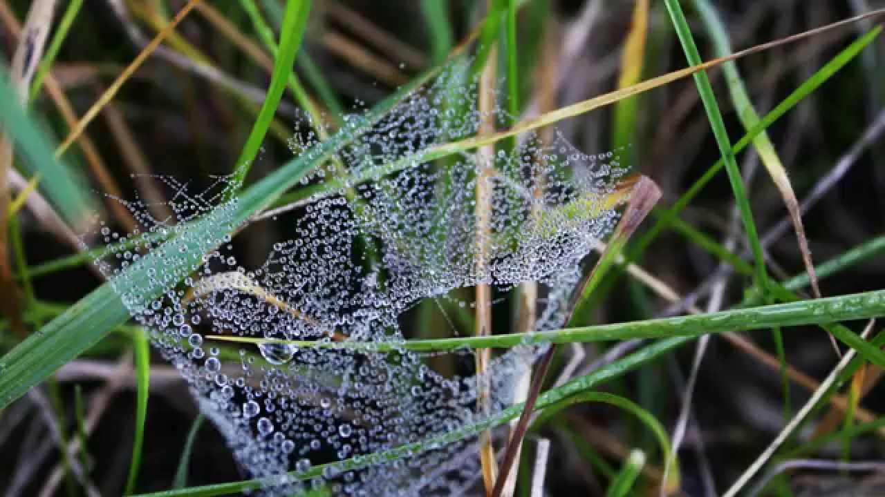 Tautropfen (Gocce di rugiada)