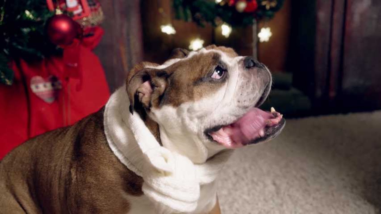 Hilarious Antics of English Bulldogs! 