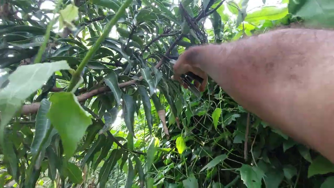 Poda de limpeza e formação no pé de manga Bourbom #frutíferas 