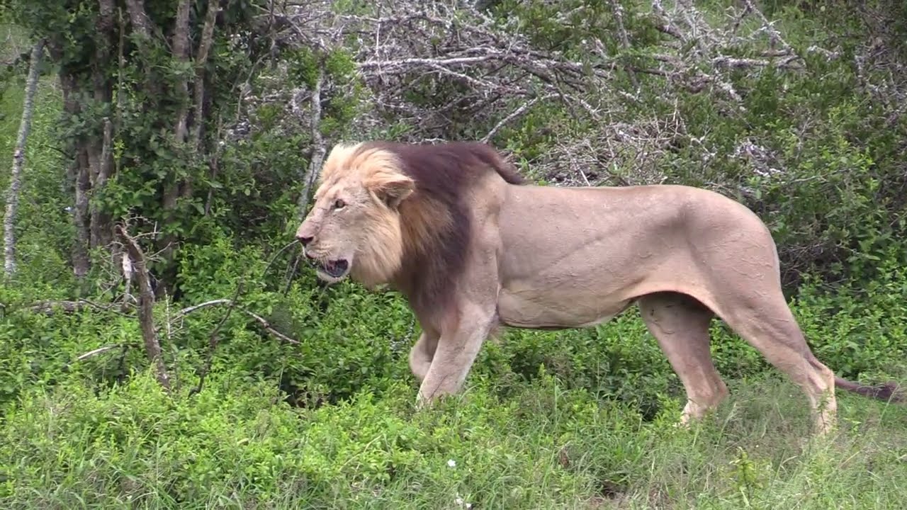 Lion stalking Warthog with Alan Tours in the Addo Elephant National Park