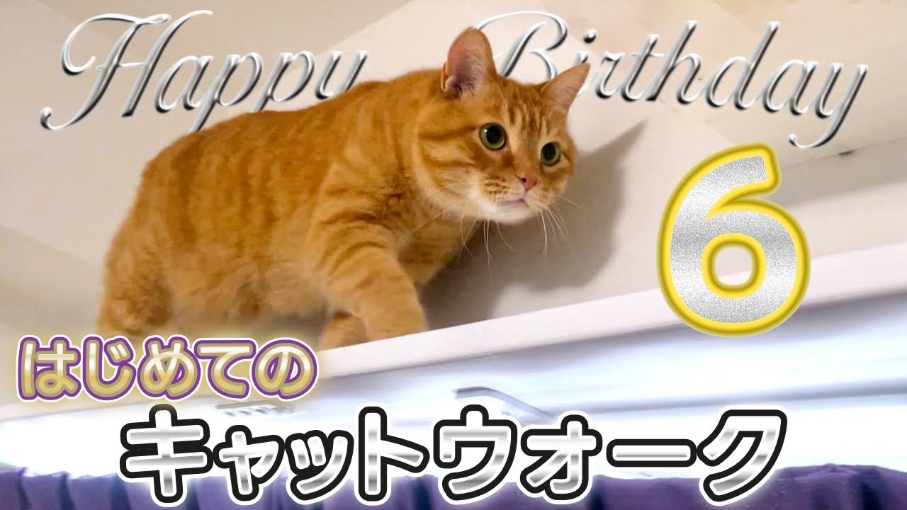 【祝6歳】愛猫つくねにDIY初心者ママがキャットウォークを手作り！つくねの反応は？