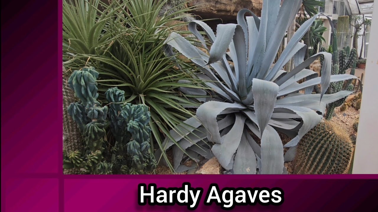Hardy Agaves. Information on Growing Agaves in the UK including suitable varieties to try.