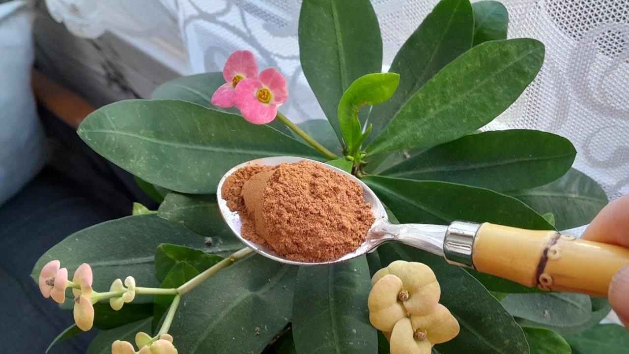 📣DİKENLER TACI ÇÎÇEĞİNİ BU KÜRLE KIŞA NASIL HAZIRLARIZ⁉️