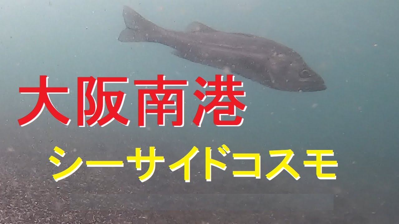 大阪南港シーサイドコスモ　春の水中映像　釣り
