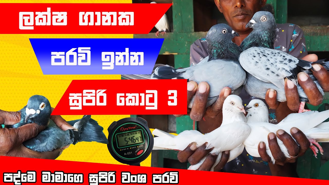 ( පද්මේ මාමා - part 02 ) ලක්ශ ගානක පරවි ඉන්න සුපිරි කොටුව Best pigeon review | Royal pets @Royalpets