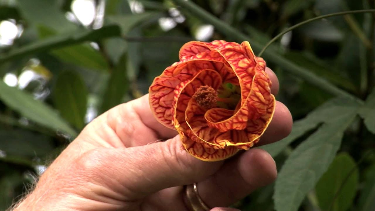 In the Garden with Mike Darcy: Abutilon