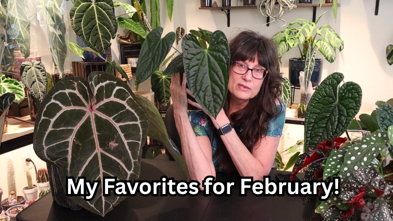My February Plant Favorites! 15 plants that I am loving lately!