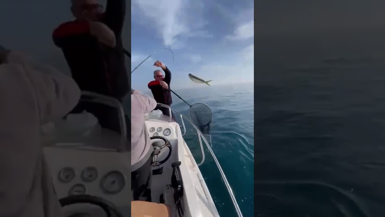 Mavi Suların Hızlı Avcısı: Lambuka! 🌊🐟