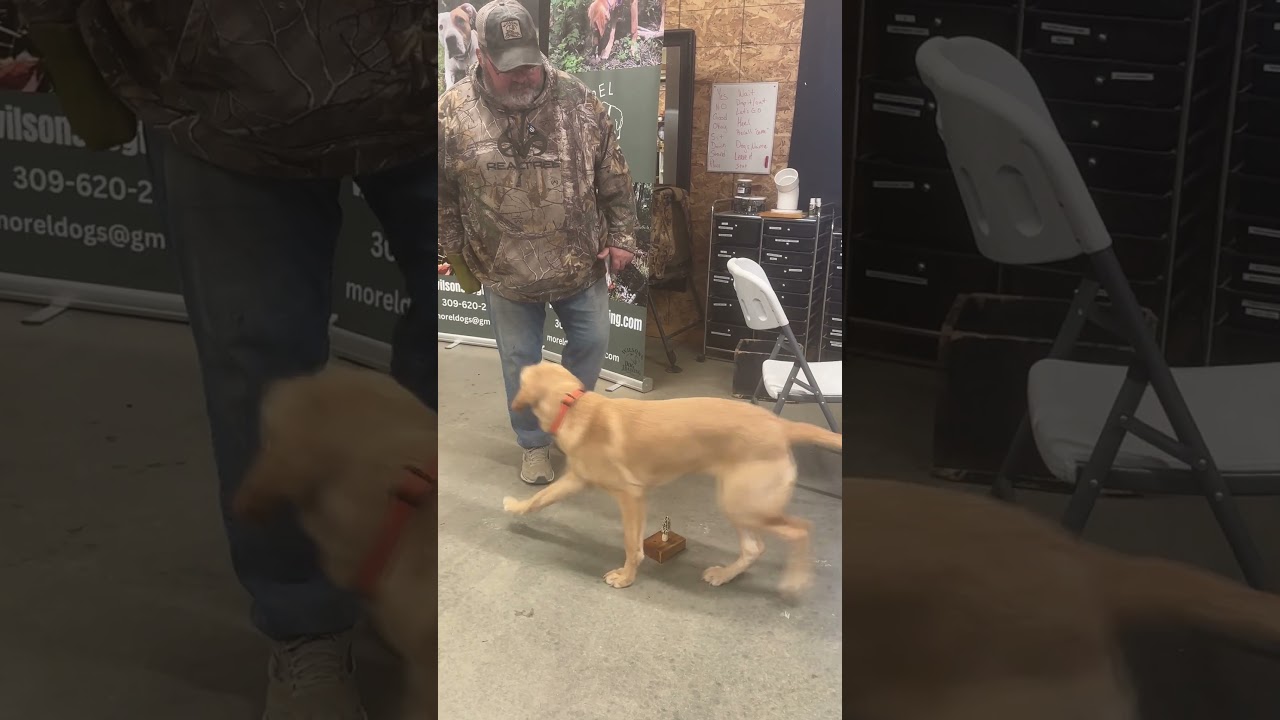 Jake Stays Sharp! 🐶🍄 | Off-Season Morel Dog Training