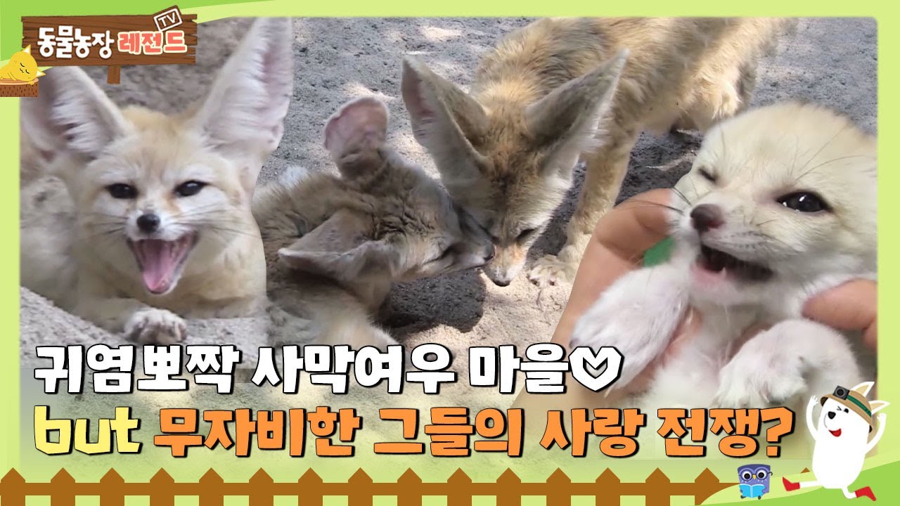 [TV 동물농장 레전드/SUB] 💛귀염뽀짝 사막여우 마을 but 무자비한 그들의 사랑 전쟁? 💔#TV동물농장 #AnimalFarm #SBSstory