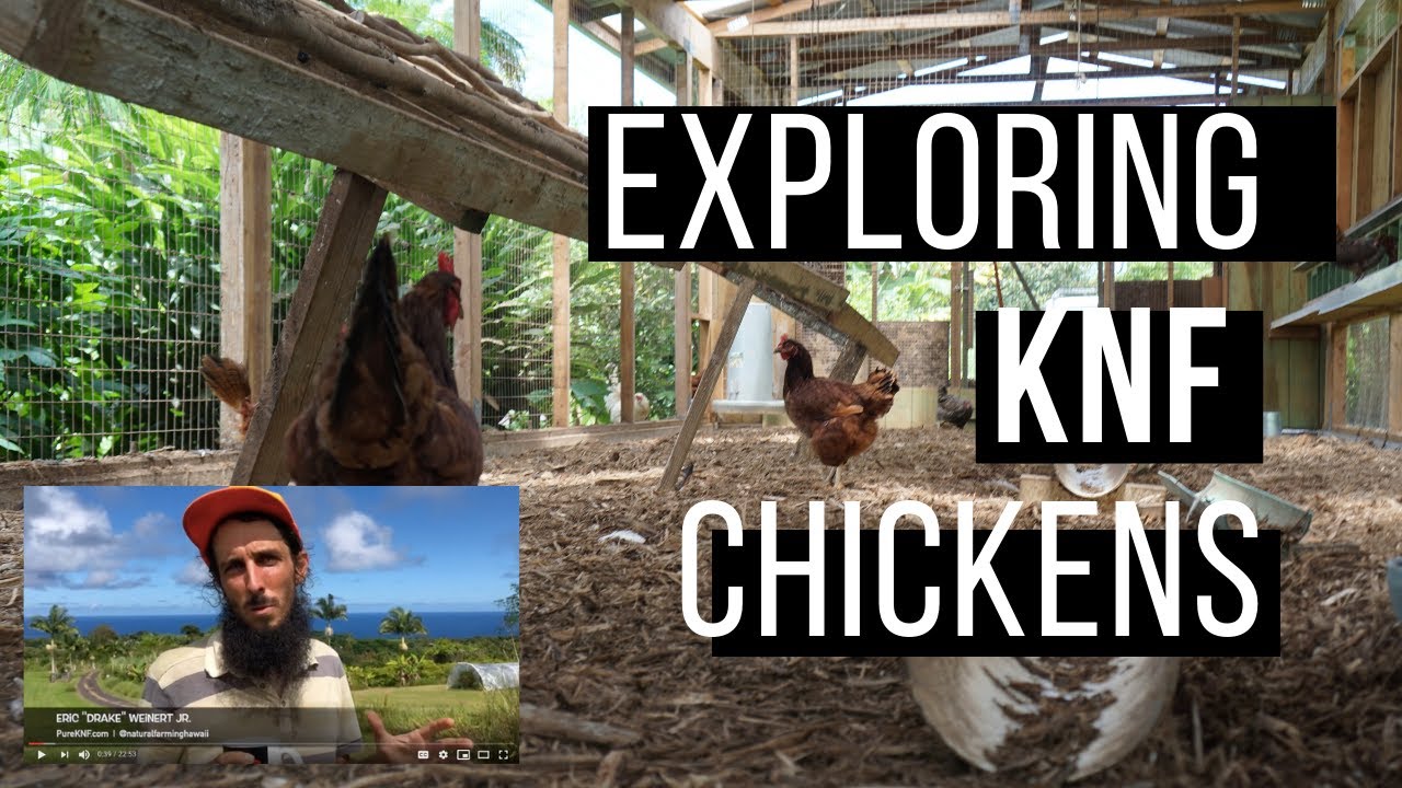 KNF Chickens Hawaii  |  Ocean Grace Farms