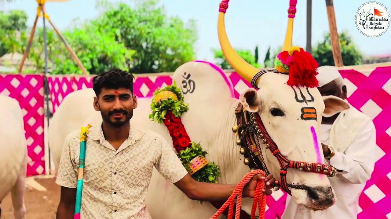  | बैलांची सजावट 2025 | Bail Pola  बेंदुर सण |