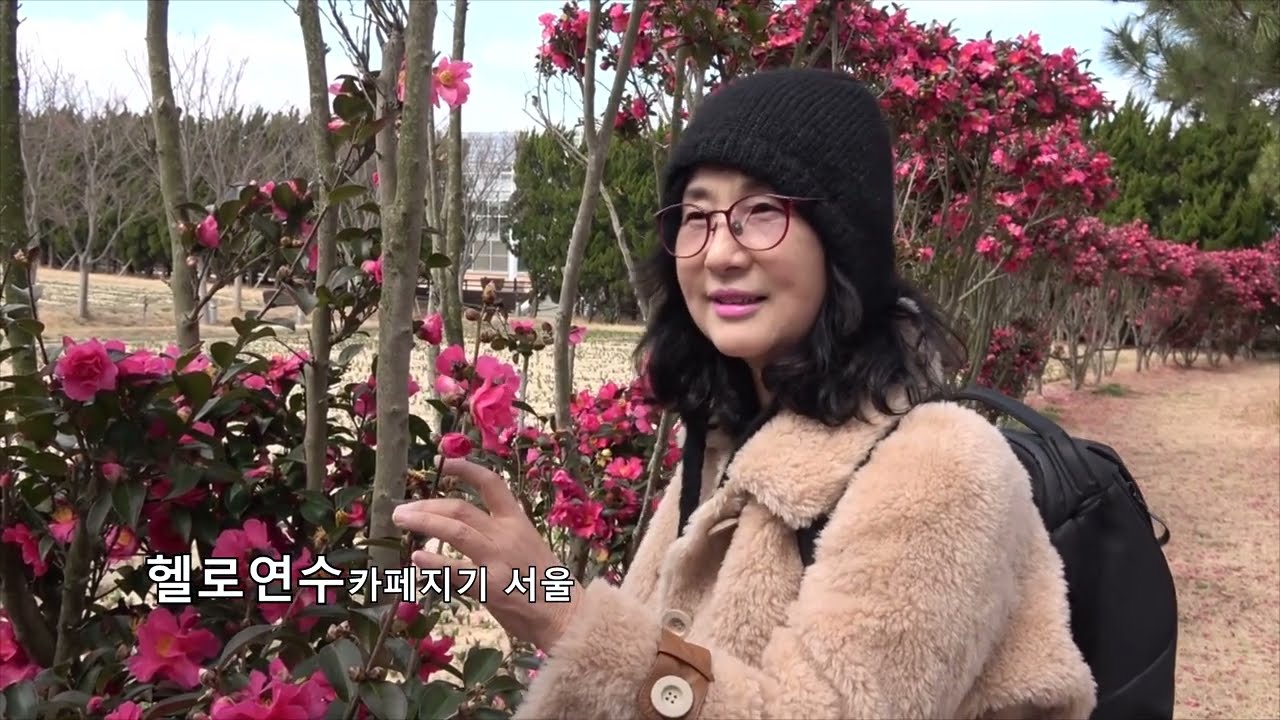 신안튜립공원 홍매화정원의 동백과 홍매화